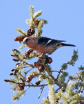 White winged Crossbill 5175